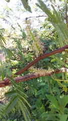 Mimosa tenuiflora
