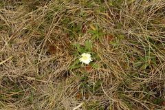 Hypochaeris sessiliflora