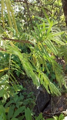 Mimosa tenuiflora