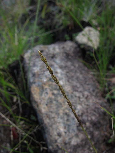 Sporobolus piliferus (Trin.) Kunth