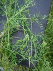 Vicia hirsuta