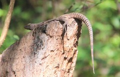 Ctenosaura flavidorsalis