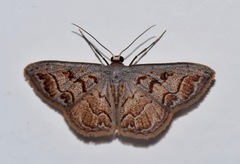 Idaea fervens