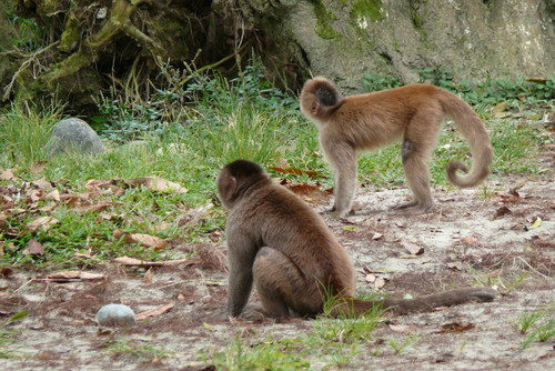 Marañón White-fronted Capuchin