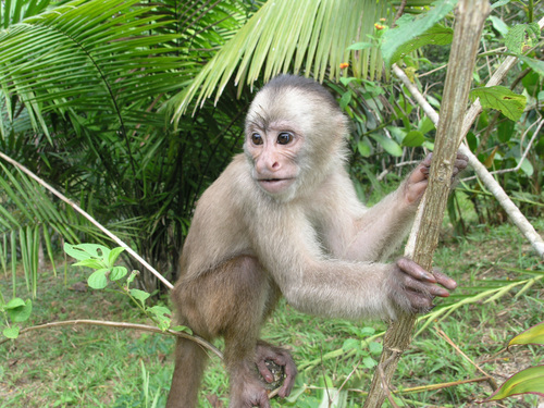 Marañón White-fronted Capuchin