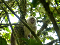 White-Fronted Capuchin photo 2