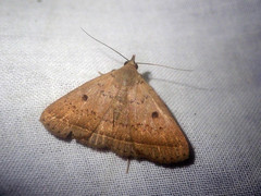 Simplicia robustalis