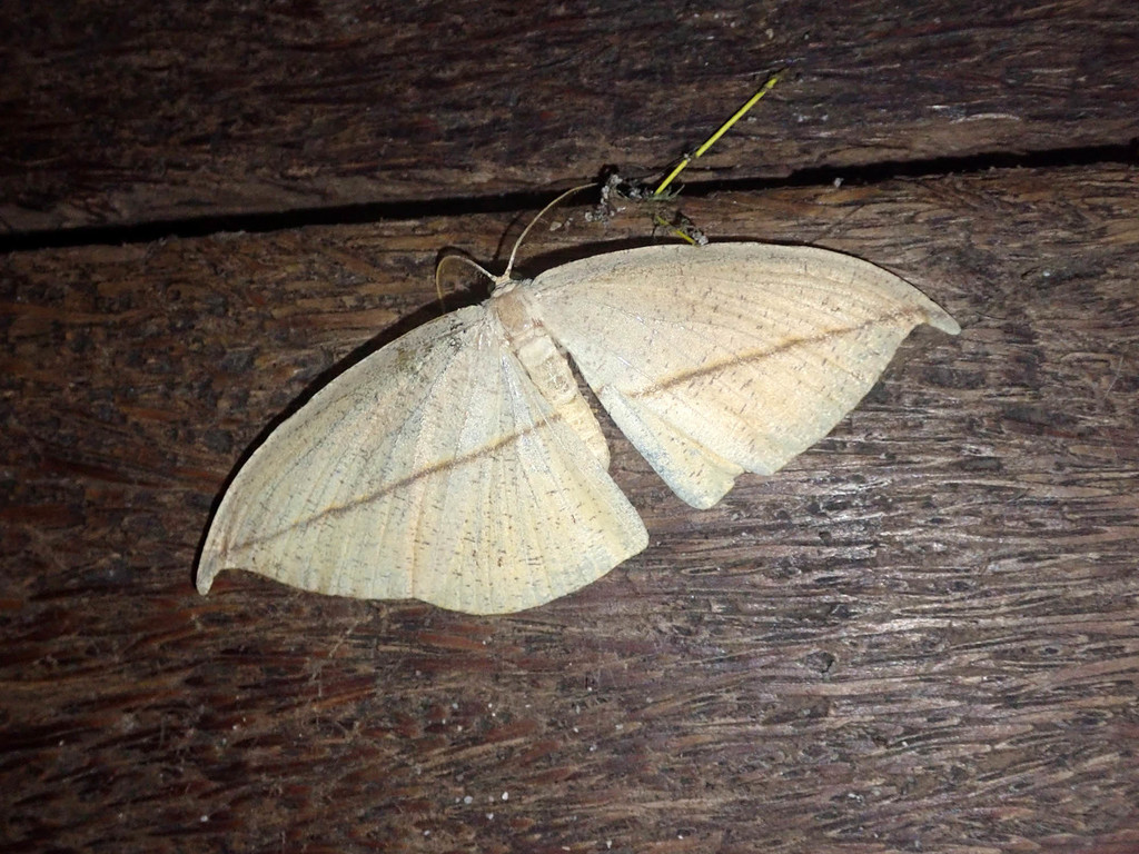 Decetia subflavata