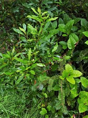 Myricaceae
