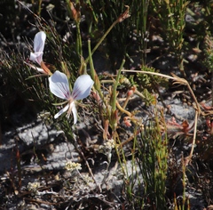 Pelargonium longicaule