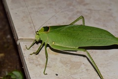 Stilpnochlora incisa