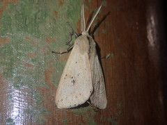 Spilosoma cervina