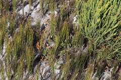 Pelargonium longicaule