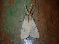 Spilosoma cervina