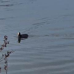 Fulica atra