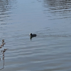Fulica atra