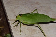 Stilpnochlora incisa