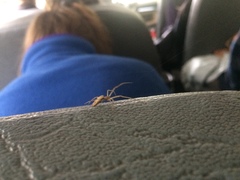 Tetragnatha versicolor