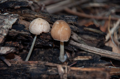 Pluteus semibulbosus