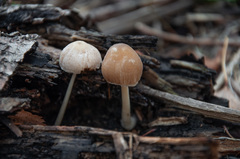 Pluteus semibulbosus