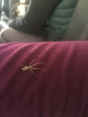 Tetragnatha versicolor