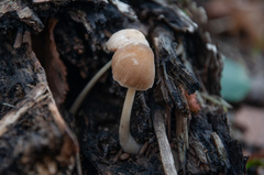 Pluteus semibulbosus