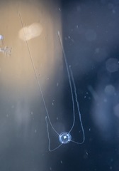 Podocorynoides minima