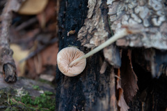 Pluteus semibulbosus
