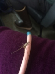 Tetragnatha versicolor