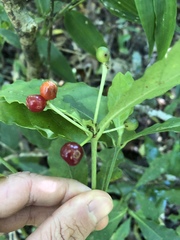 Psychotria subsessilis