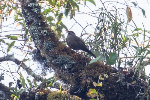 Sulawesi Thrush (Turdus turdoides), photo 5