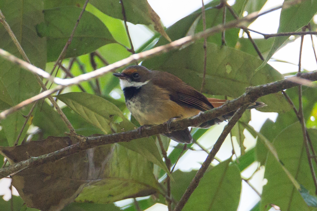 Sulawesi Fantail (Rhipidura teysmanni), photo 7