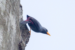 Scissirostrum dubium