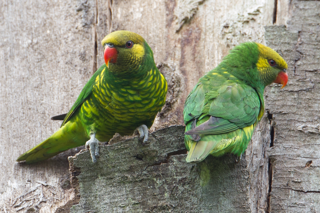 Yellow-cheeked Lorikeet (Trichoglossus meyeri), photo 3