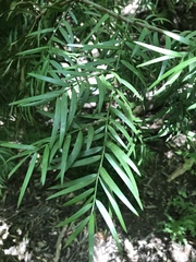 Afrocarpus