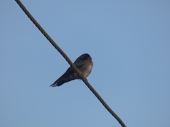 Hirundo domicola