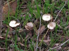 Agaricineae