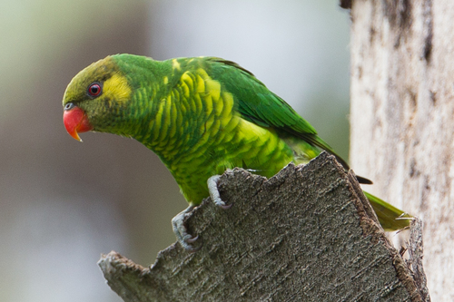 Yellow-cheeked Lorikeet (Trichoglossus meyeri)