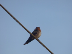 Hirundo domicola