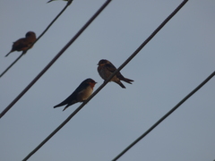 Hirundo domicola