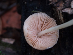 Pluteus semibulbosus