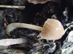 Pluteus semibulbosus