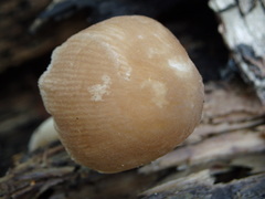 Pluteus semibulbosus