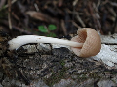 Pluteus semibulbosus