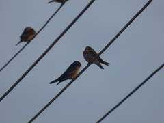Hirundo domicola