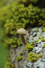 Lentinus substrictus