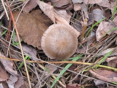 Psathyrella
