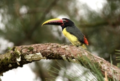 Pteroglossus viridis