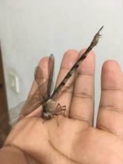 Gynacantha dravida