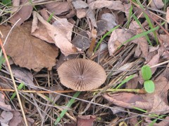 Psathyrella